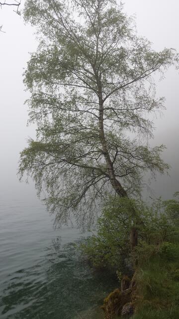 Seltsam, im Nebel zu wandern!
