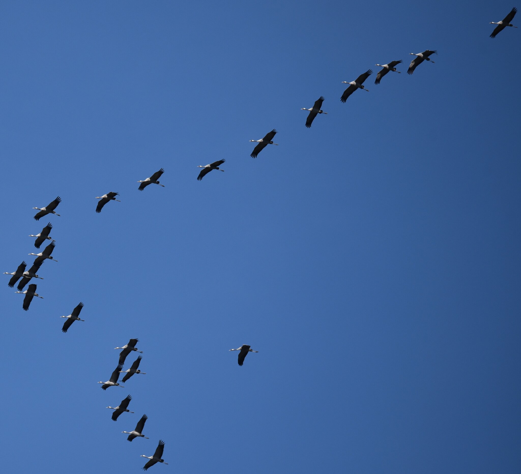 Zugvögel Kraniche und Gänse