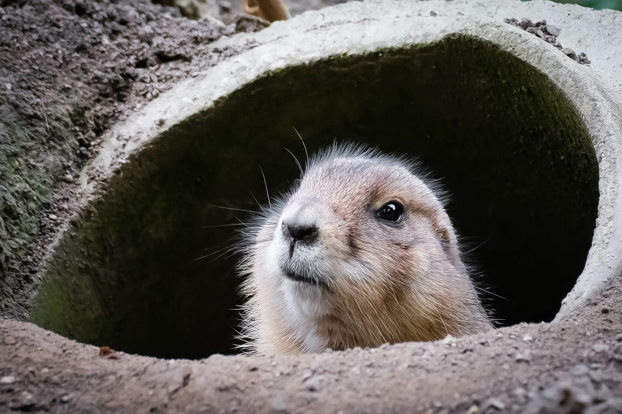 Was gibt es Neues in Österreich