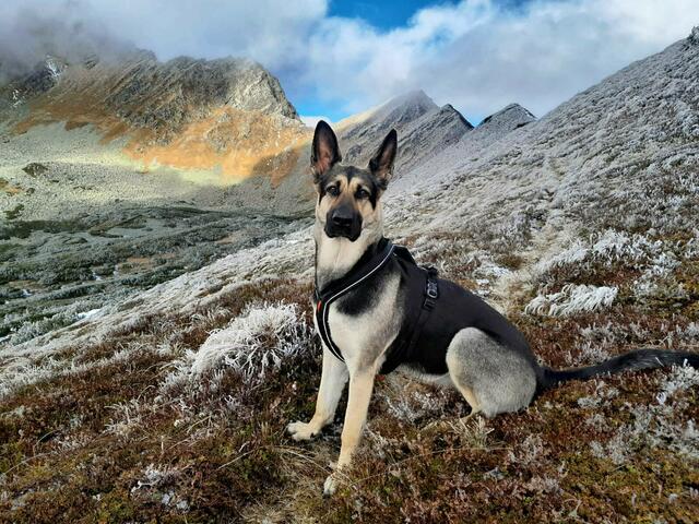 Eine Herbstwanderung mit der Sina vom Krugsee Richtung Mödringkogel.  | Foto: Daniel Maderbacher