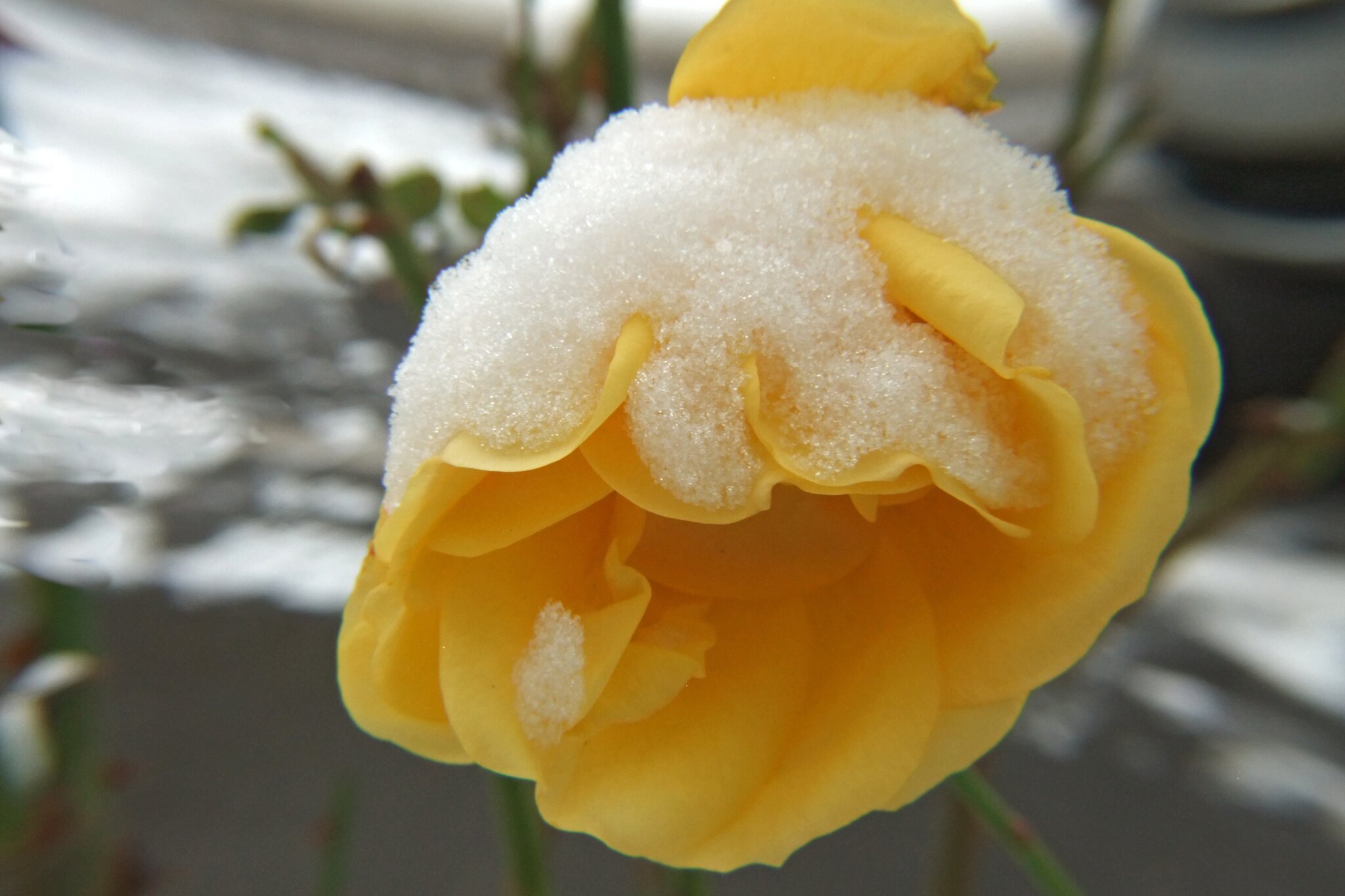 Rose mit Häubchen