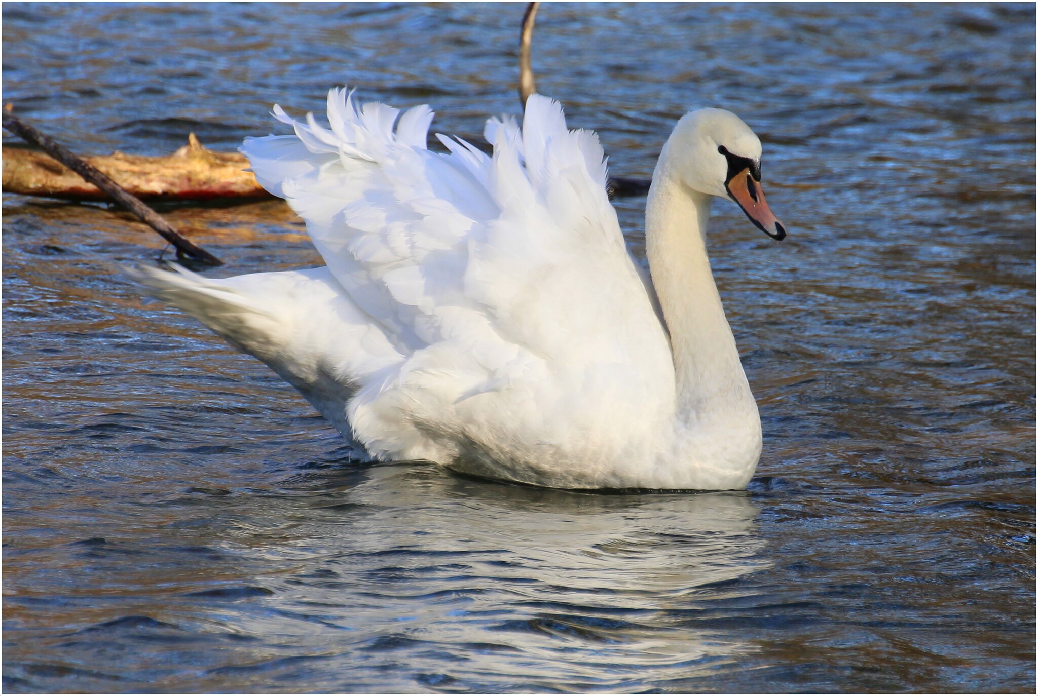 der-wind-bl-st-ins-gefieder