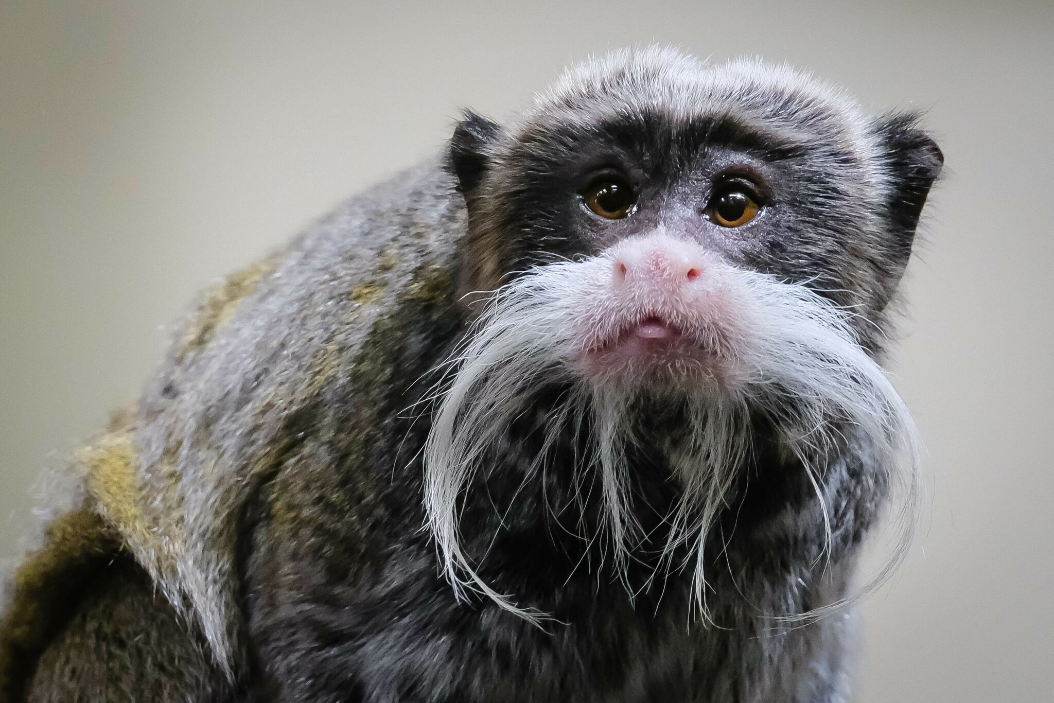 Um des Kaisers Bart streiten