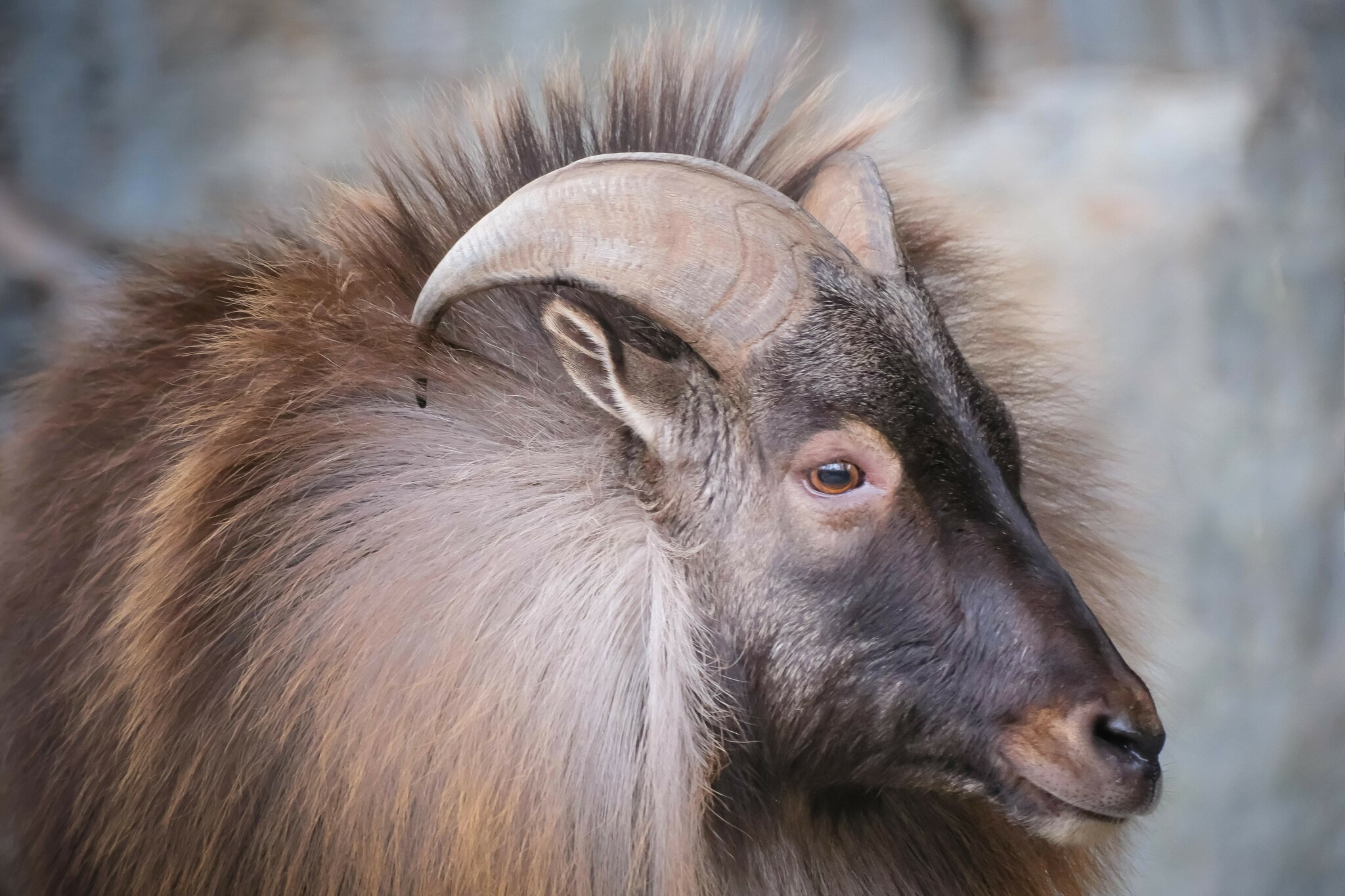 Himalaya-Tahr