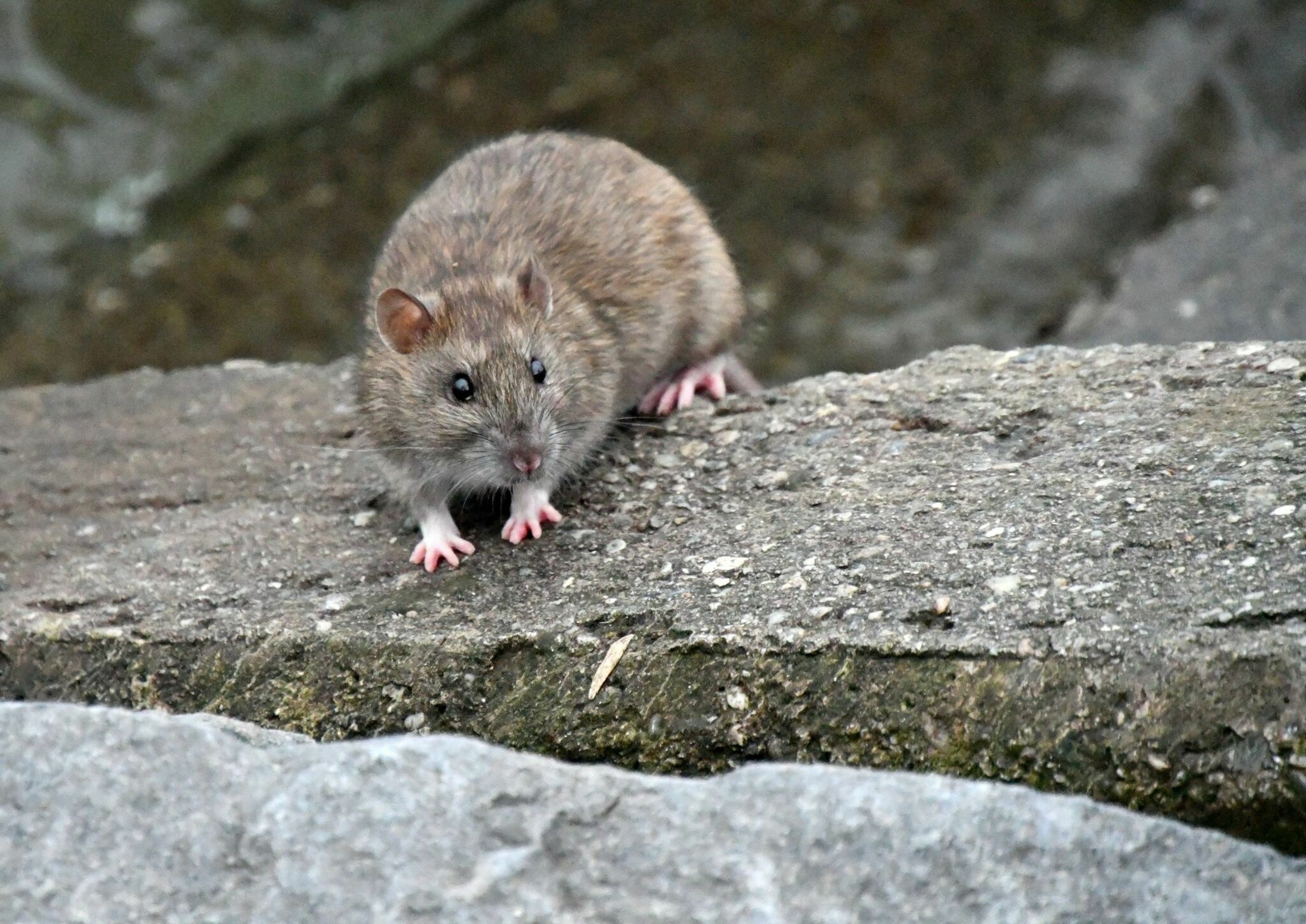 Ratte am Donauufer