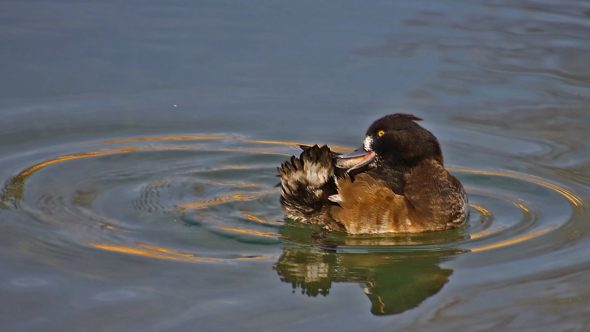 Wasserpumpe Für Brunnen - 40 GPH Tauchpumpe Für Haustiertränken