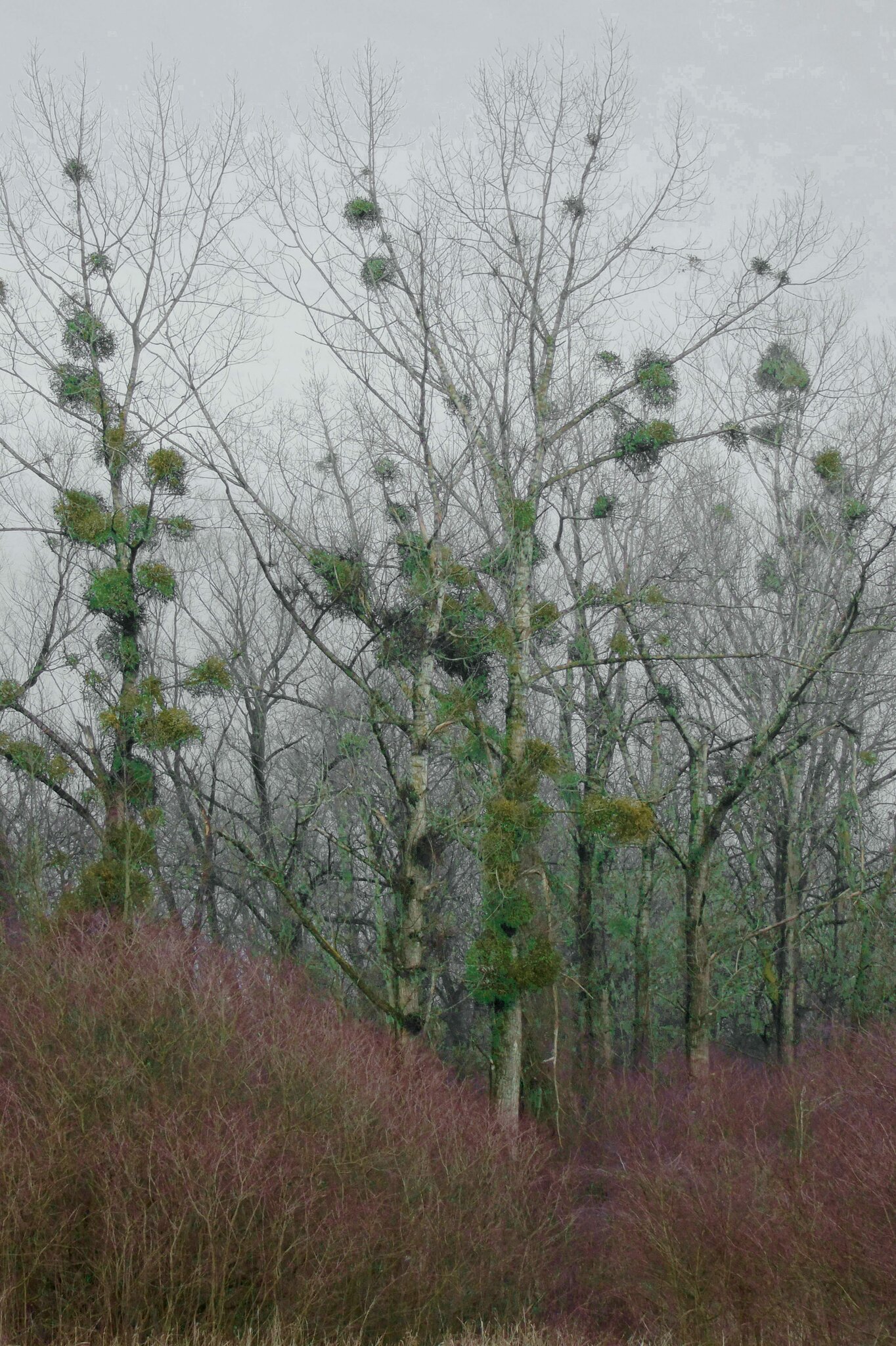 Grüne Kugeln im kahlen Laubwald