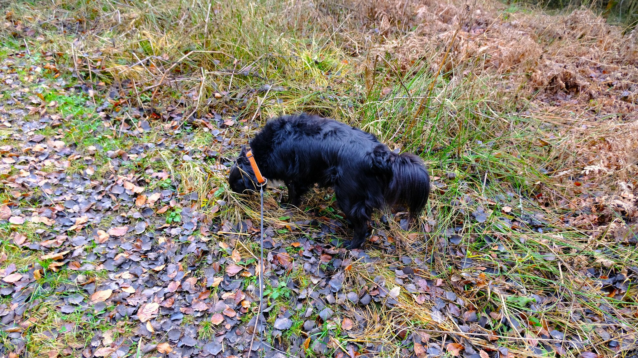 Meine Trüffel-Leila Meine Trüffel-Leila