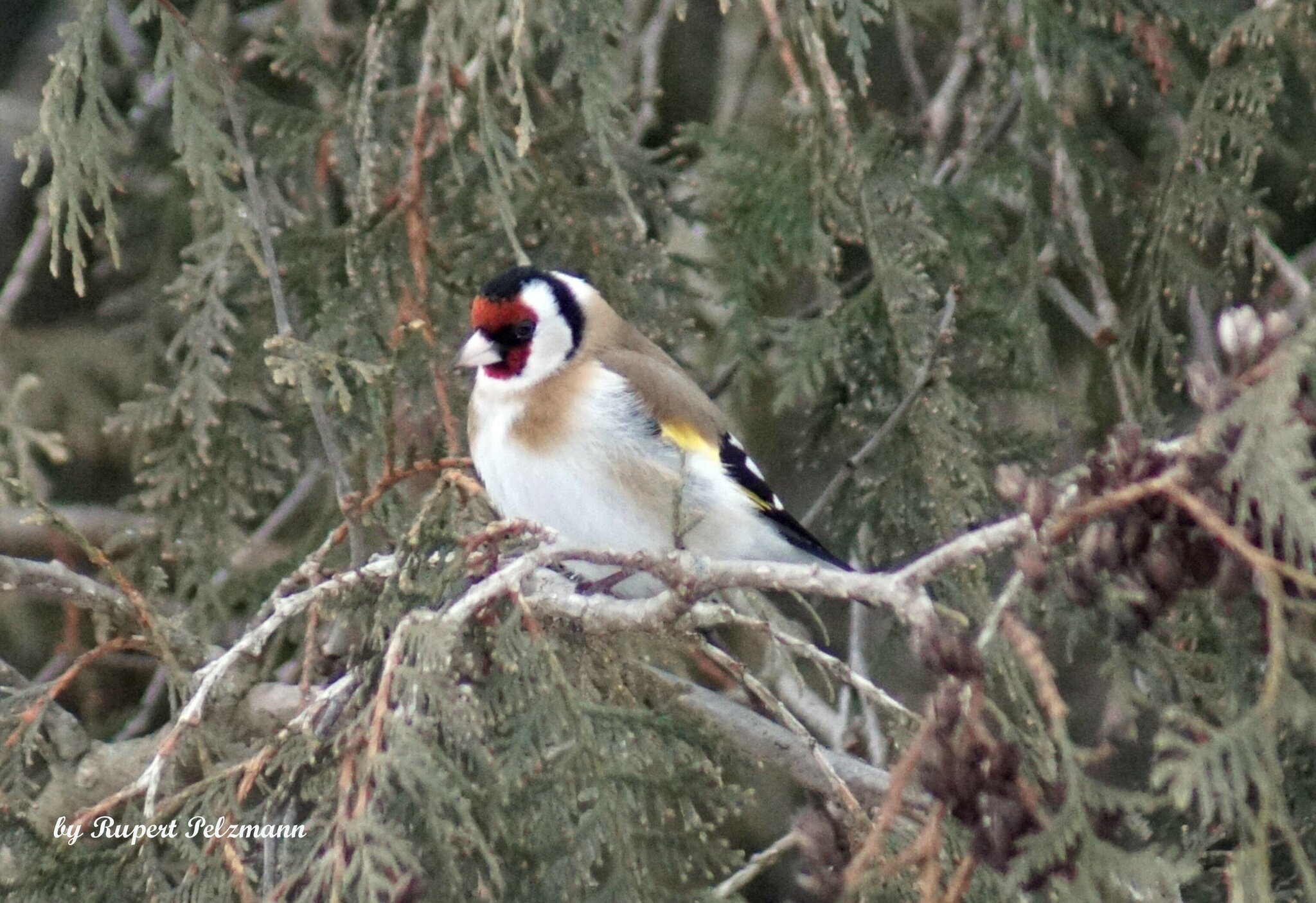 Ein einsamer Stieglitz ist im Winter selten anzutreffen