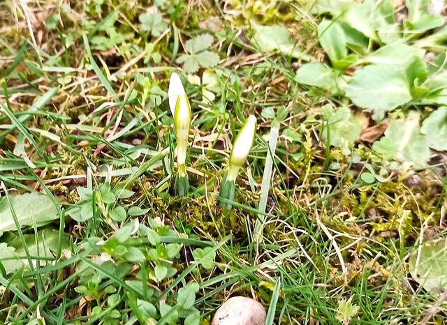 Ein Hauch von Frühling. Die ersten Schneeglöckchen zeigen sich