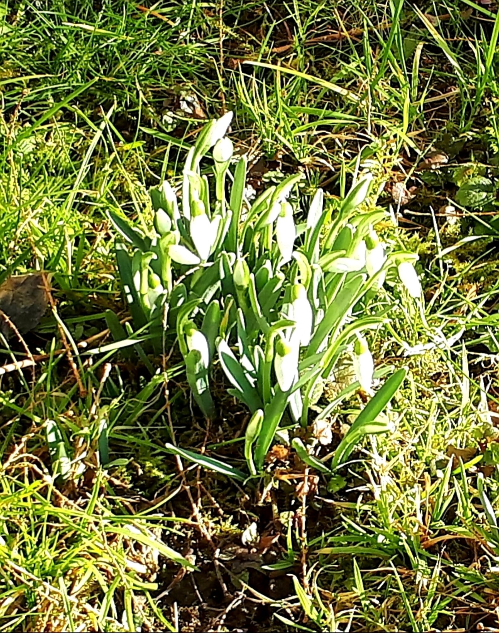 Erster Feber-Erste Frühlingsboten