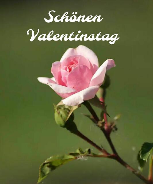 ...der Valentinstag wurde von Floristen und Pralinenhersteller erfunden. 😄 Naja ob das mal stimmt? 😉 Ich wünsche euch einen schönen, sonnigen Valentinstag! 