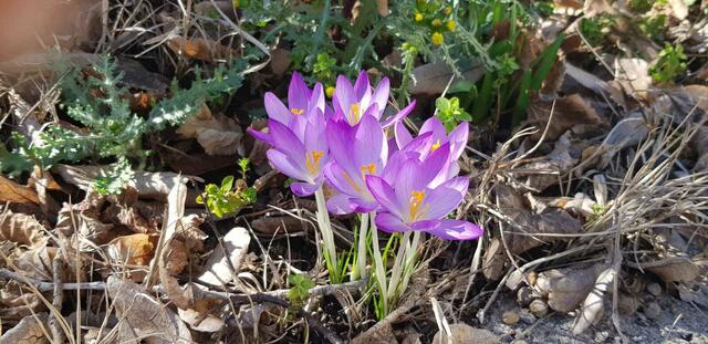 Zvg: G. Holnsteiner  | Foto: Robert Rieger 