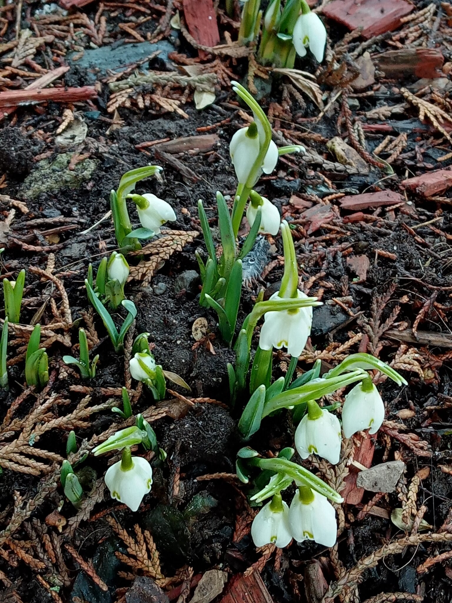 Die ersten Schneeglöckchen im Garten