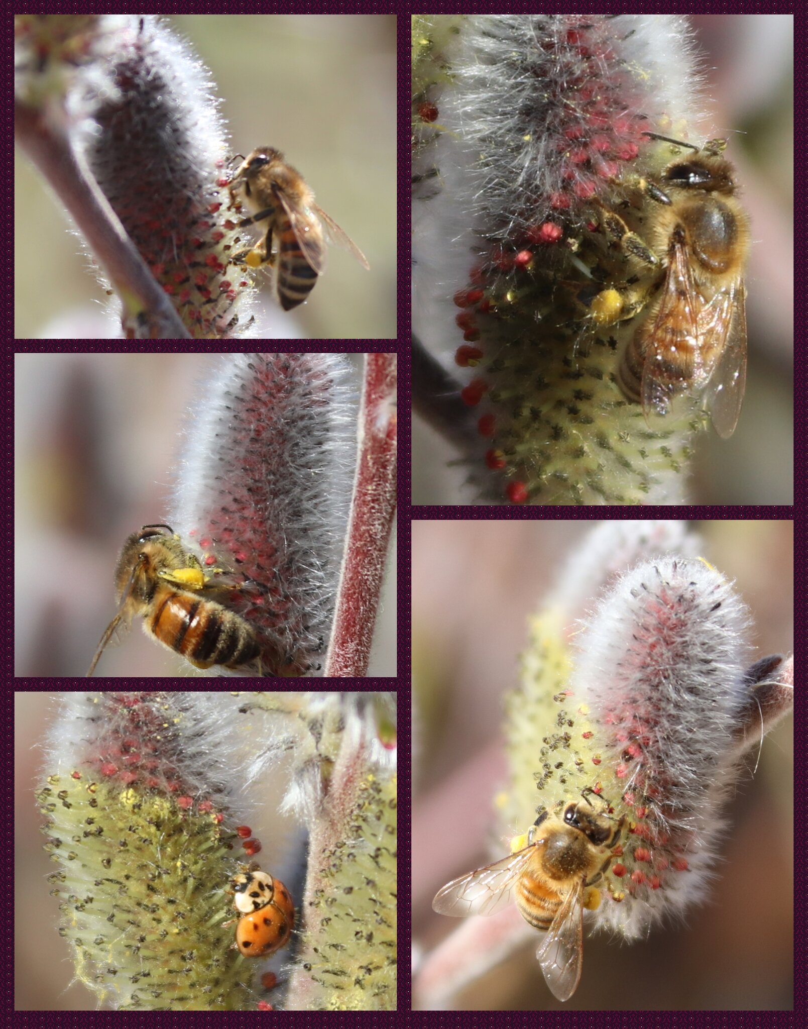 MOTHNUR Garten Deko Set - 10 Bienen & Marienkäfer Stecker Für Blumentöpfe