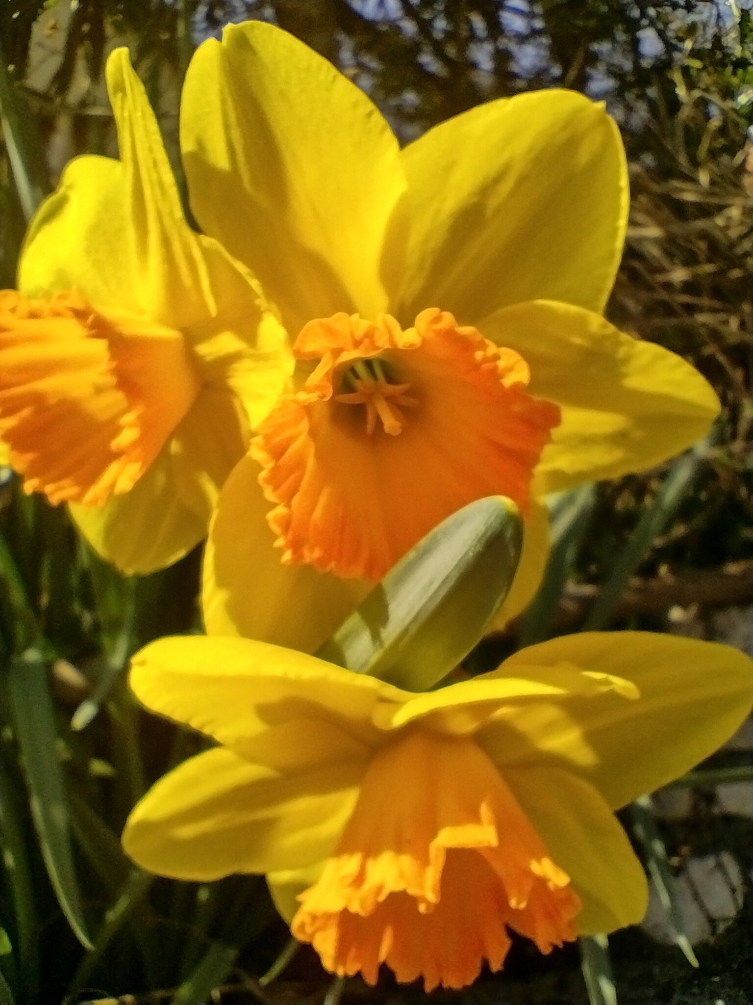 Frühling einläuten