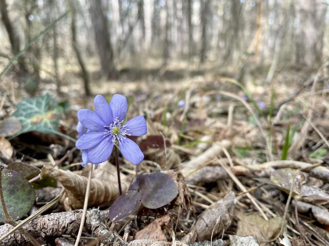 Wer den Blick im Wandern senkt, dann vielleicht noch auf die Knie sinkt, wird mit den kleinen Dingen belohnt – wie zum Beispiel mit Gelegenheiten für gute Schnappschüsse. | Foto: Santrucek