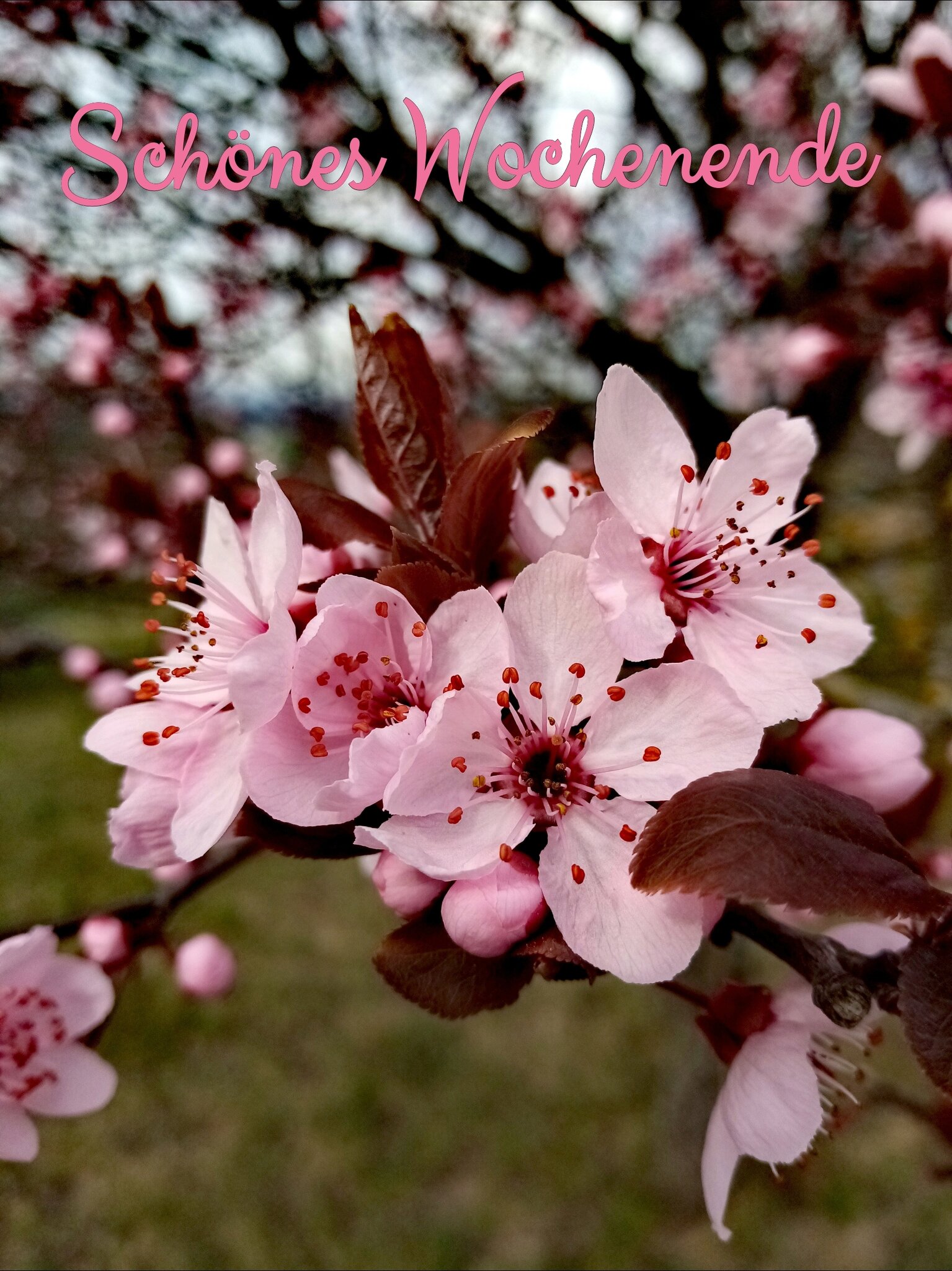 Wunsche Euch Ein Schones Wochenende