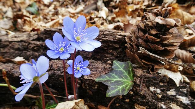 Das fragile Leberblümchen ... &gt;&gt;&gt; Gefährdung &amp; Schutz! ...  &gt;&gt;&gt; Link zum Bildbericht! | Foto: Silvia Plischek