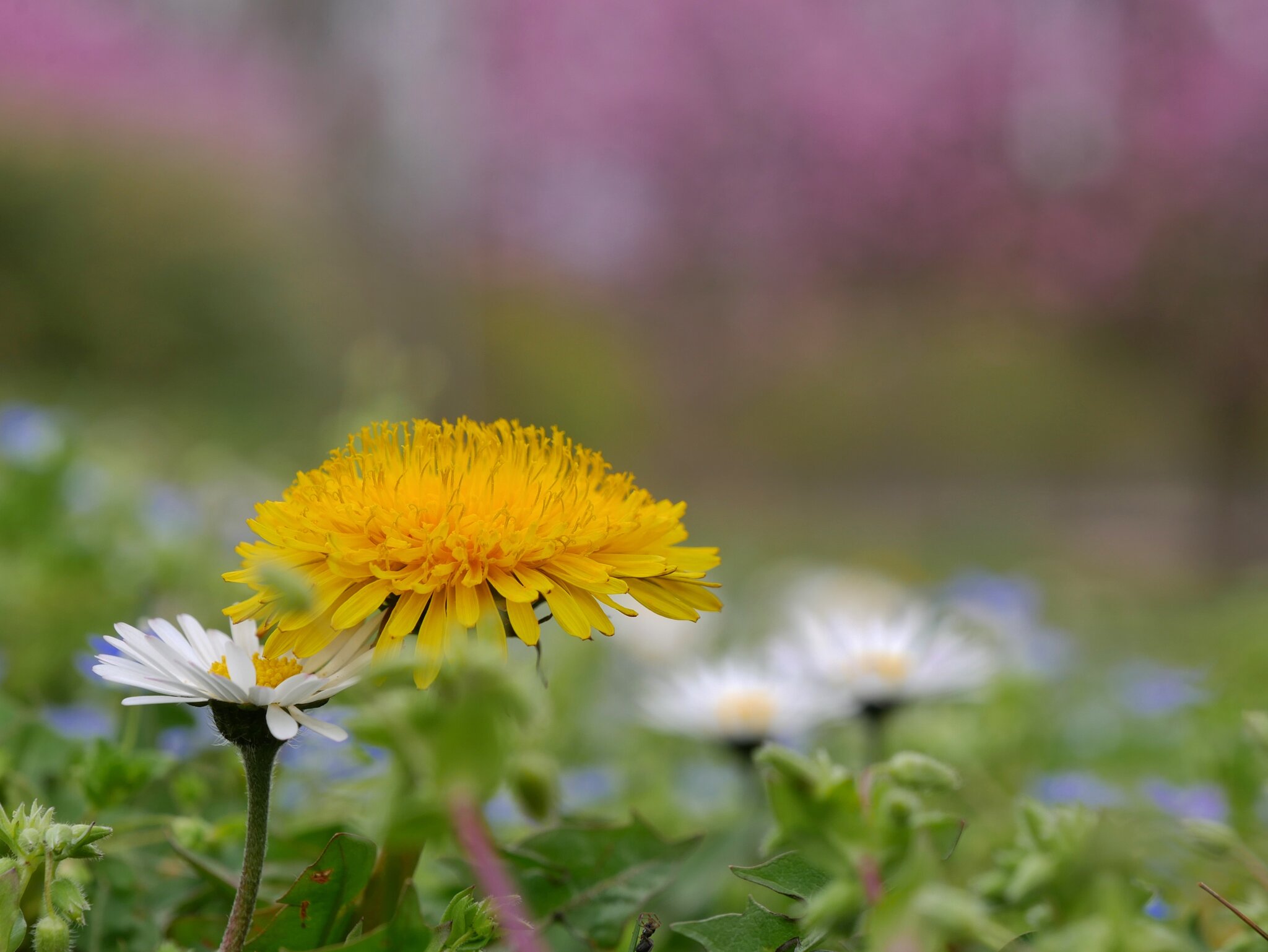 Auf der Blumenwiese