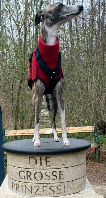 Whippet Queene aus Donnerskirchen in Mannersdorf-Wüste ist sich ihrer Herkunft wohl bewusst. 