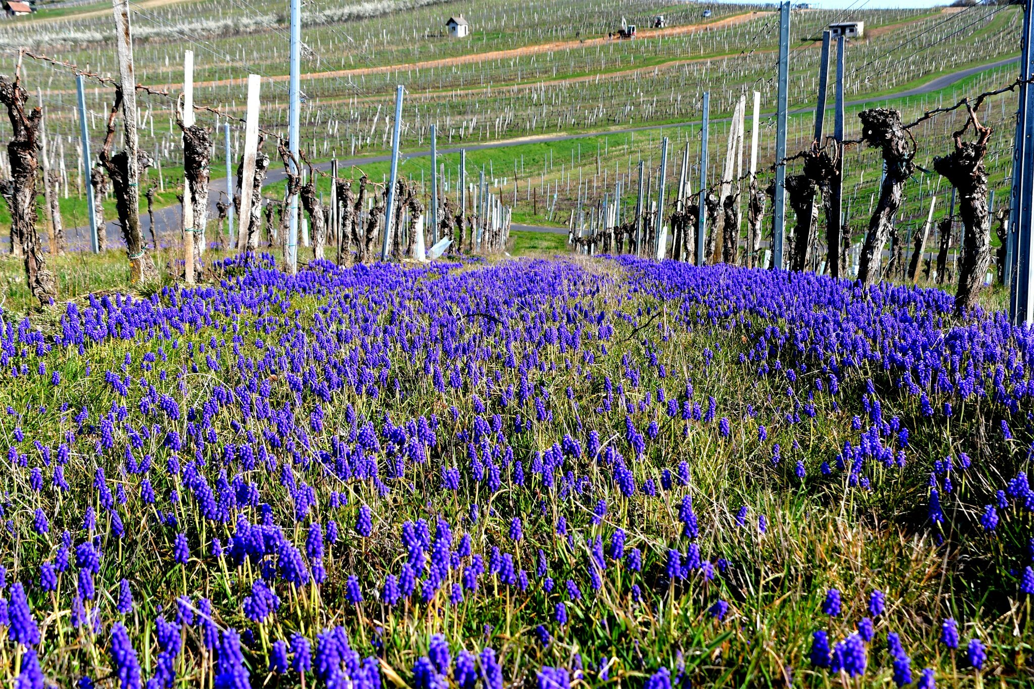 Traubenhyazinthen im "Land der Trauben".