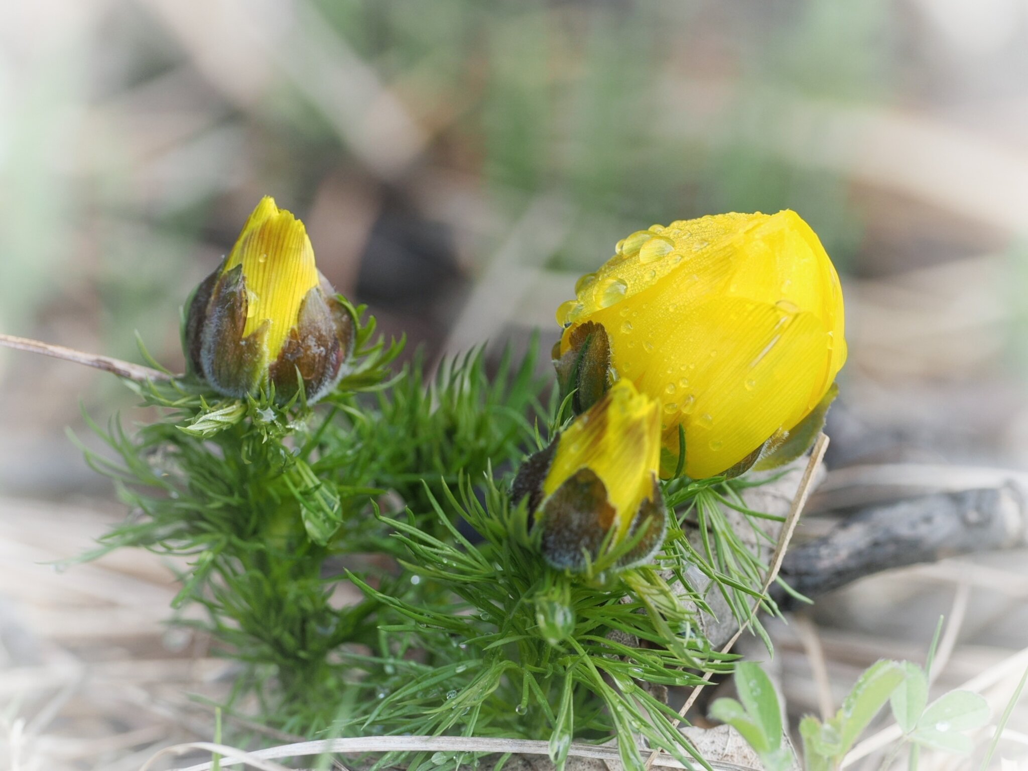Adonisröschen Knospen