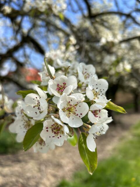 Der Frühling zeigt uns wie Neuanfang geht. Jedes Jahr aufs Neue …  | Foto: Barbara Diewald 
