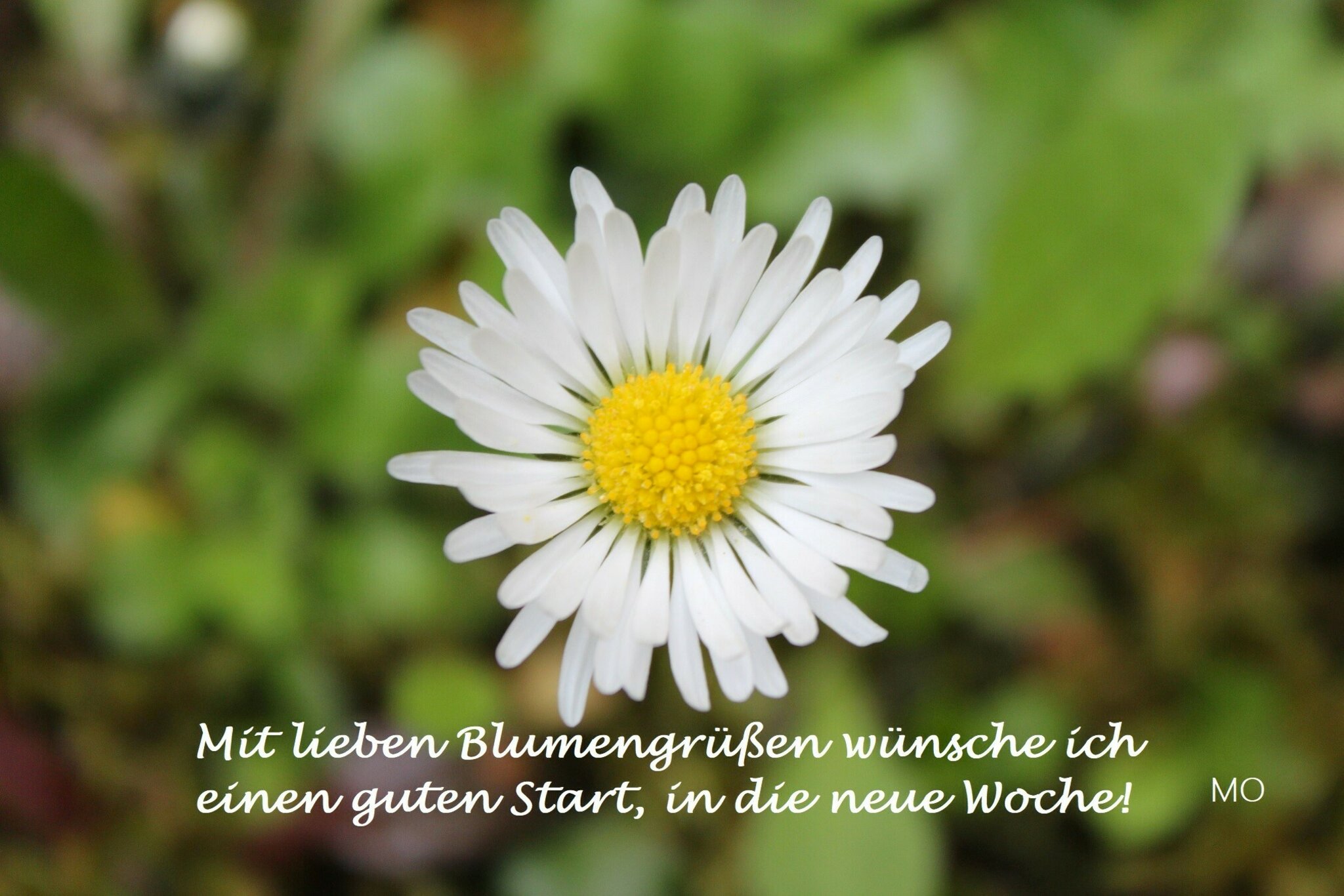 Ich Wünsche Dir Einen Guten Start In Den Tag Mit lieben Blumengrüßen wünsche ich einen guten Start, in die neue Woche!