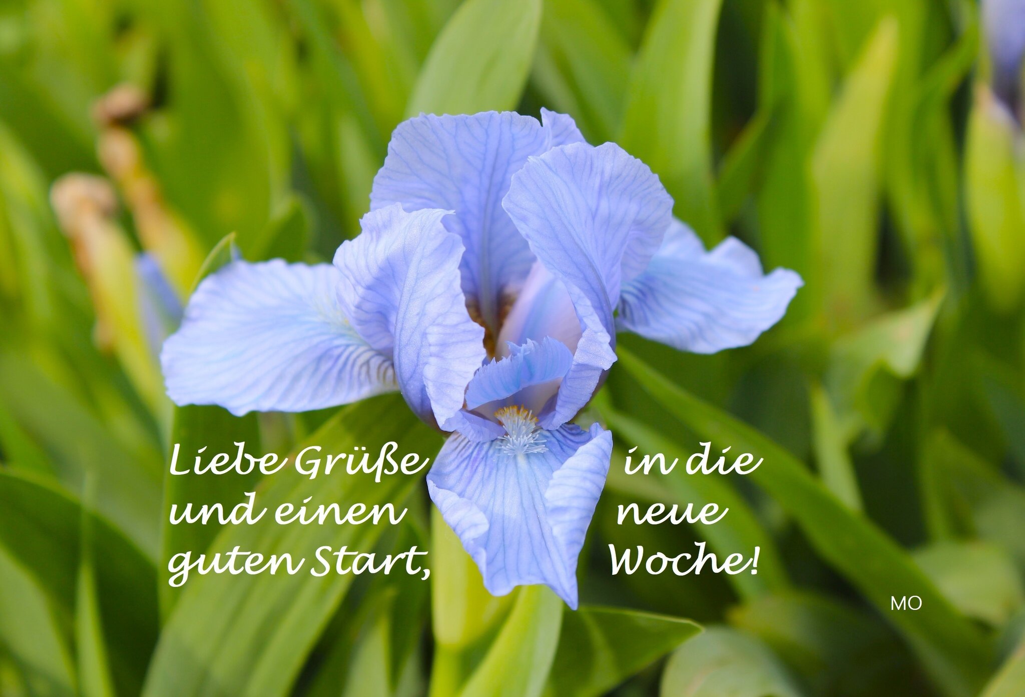 kommt gut in die neue woche