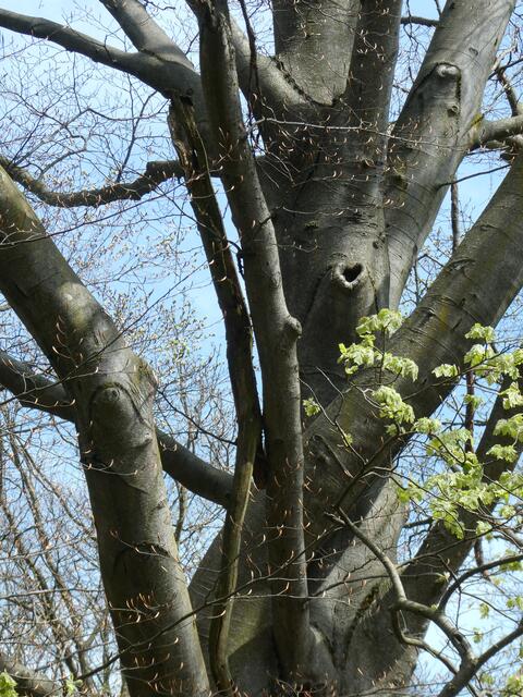 mein Lieblingsbaum im Wald mit HERZ