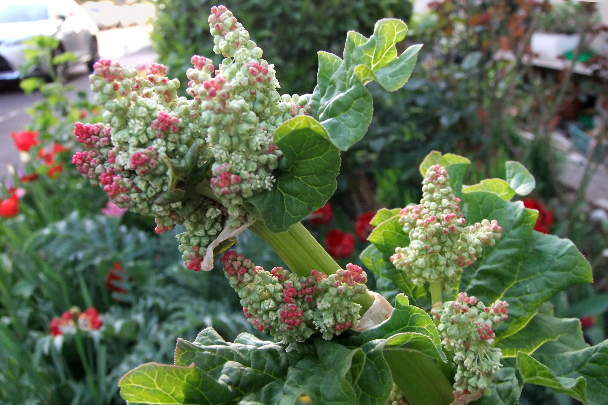 Blühender Rhabarber