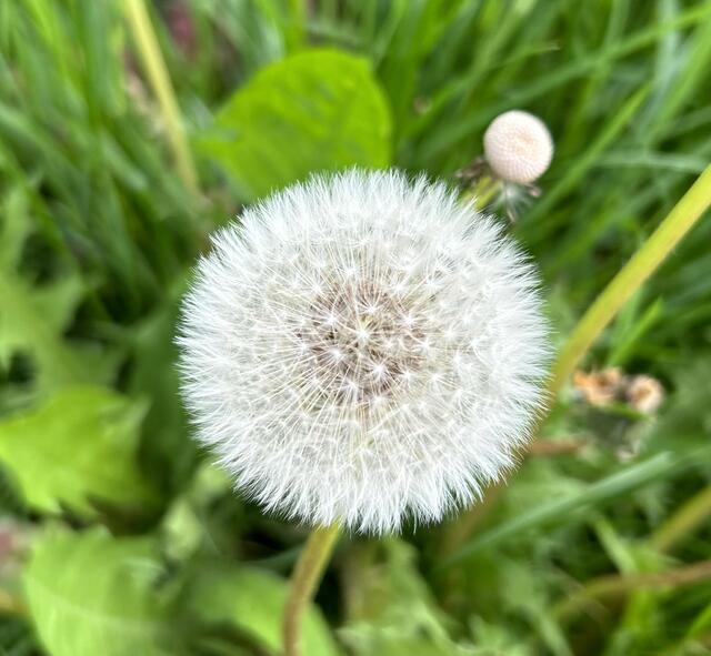 Verblühter Löwenzahn
Erinnern Sie sich? Als wir damals als Kinder „Pusteblumen“ gesucht haben um dann die Schirmchen mit einem Atemzug tanzen zu lassen? Immer in Gedanken: einen Wunsch den man nicht verraten durfte - denn nur dann konnte dieser auch in Erfüllung gehen.  | Foto: Barbara Diewald 