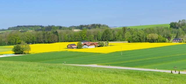 Rapsblütenmeer in der Ortschaft Brunham | Foto: Gerhard Schrödl
