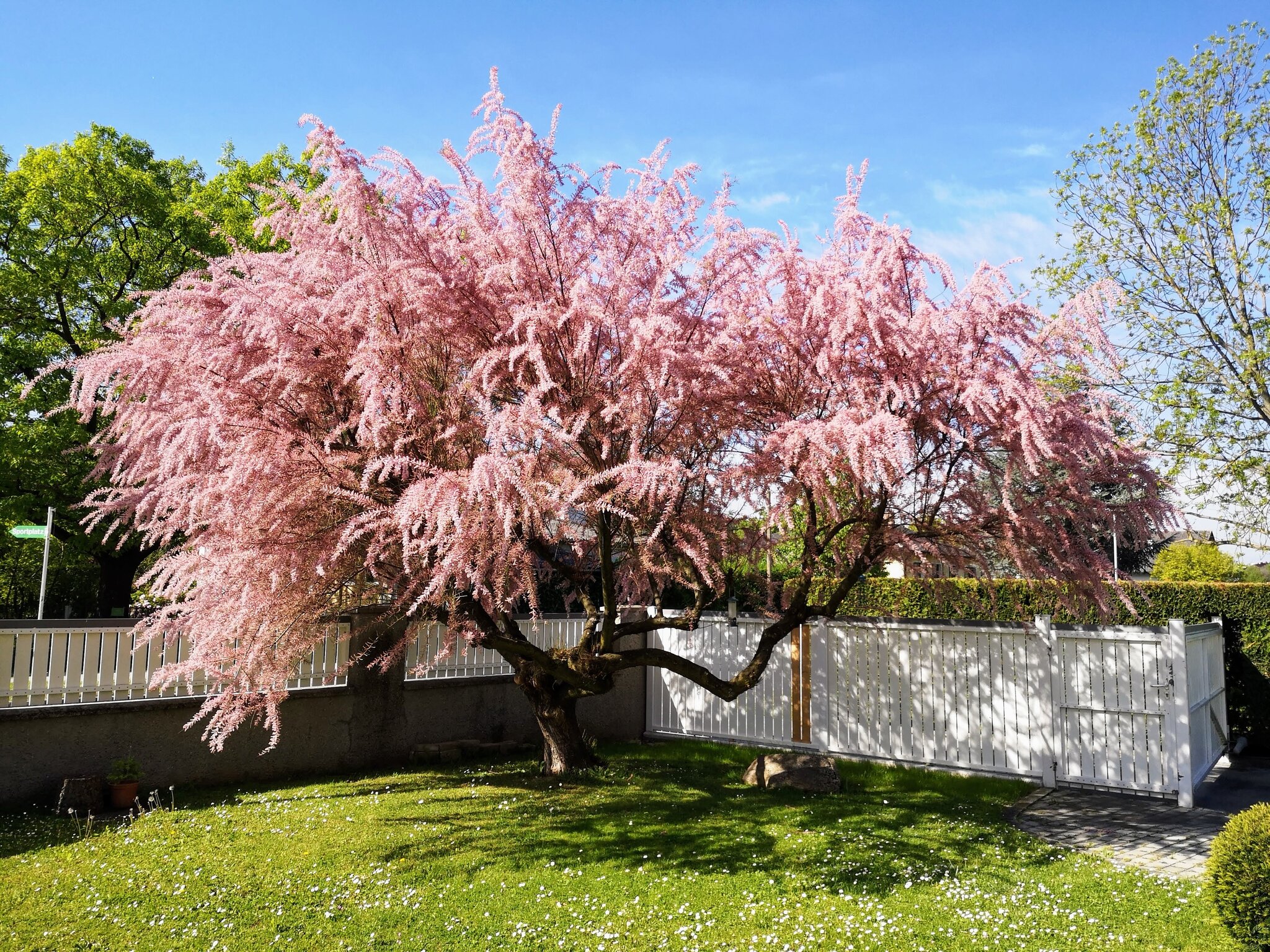 Ein herrlicher Anblick " im Garten in voller Blüte unser Tamariskenbaum