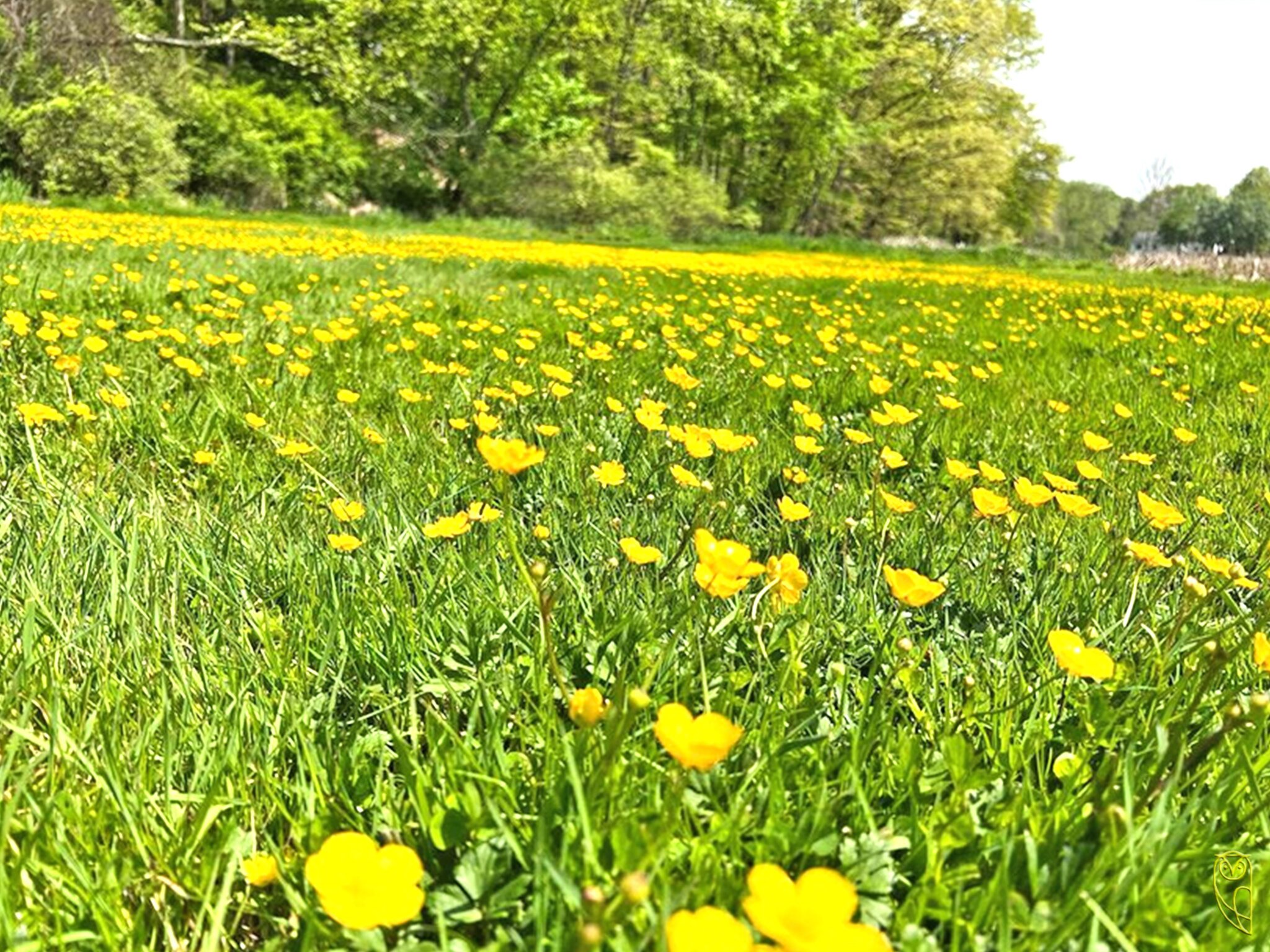 Hahnenfuß vulgo Butterblume Hahnenfuß vulgo Butterblume