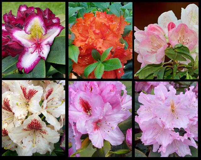 RHODODENDRON - viel Freude am Staunen