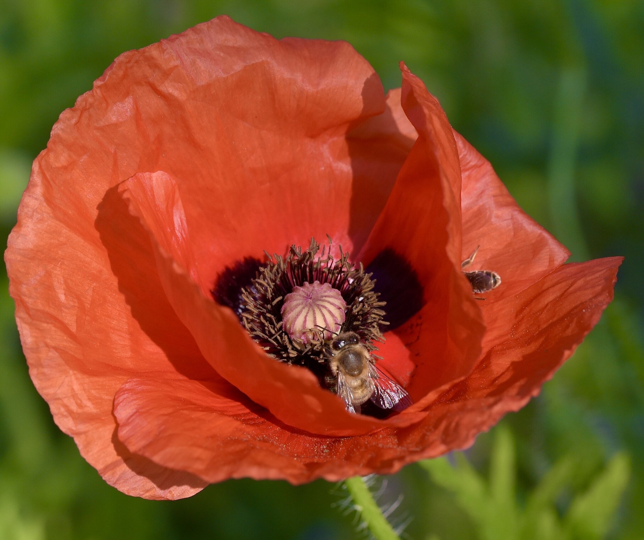 Wenn der Mohn blüht