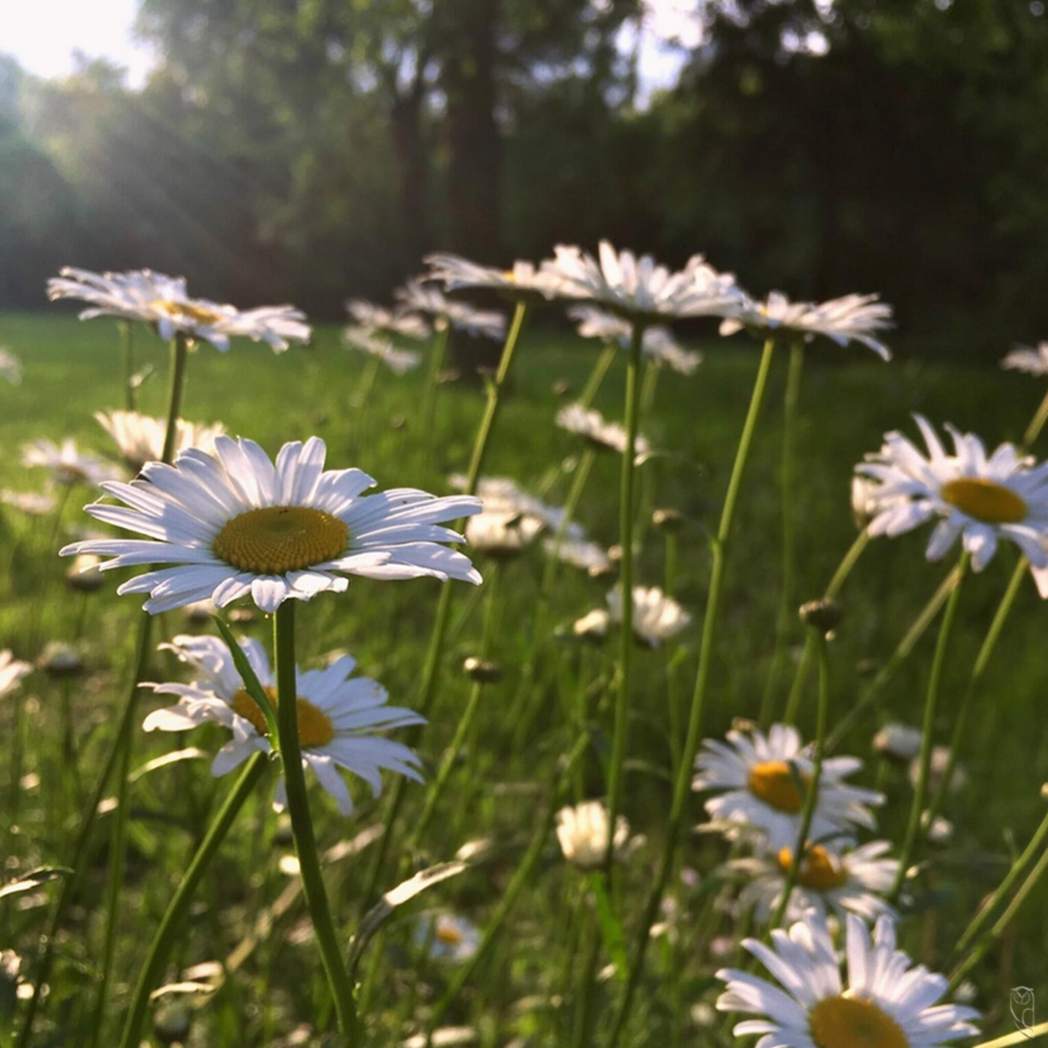 Sie Liebt Mich Sie Liebt Mich Nicht Blume