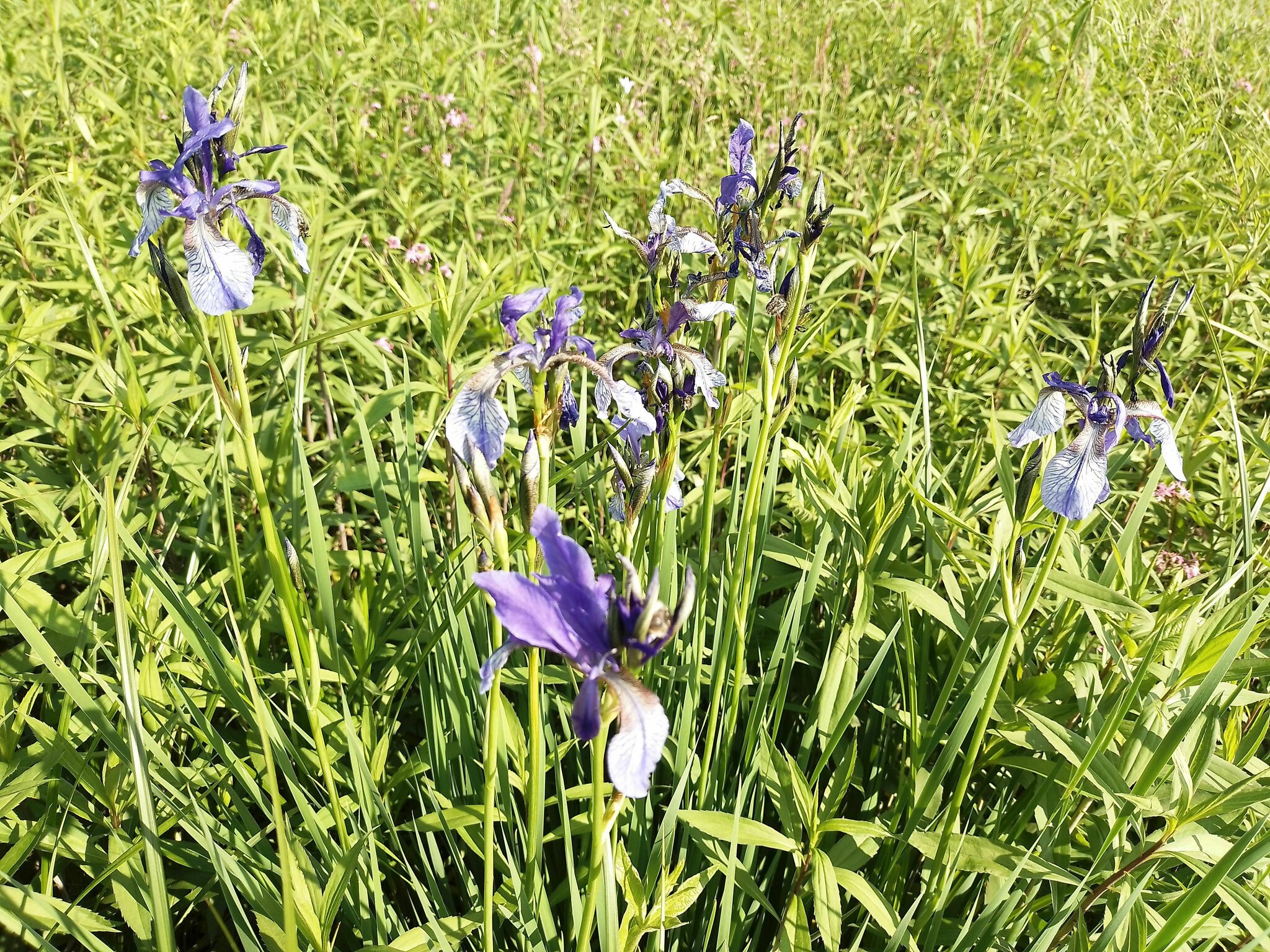 Sibirische Schwertlilie