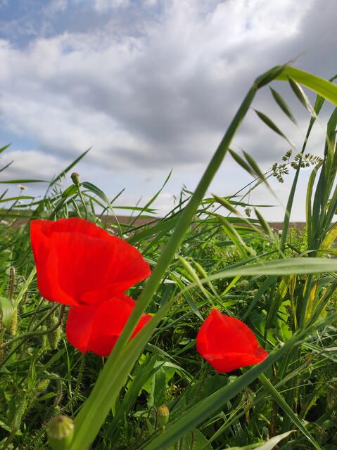 I ❤️ Mohn | Foto: Melanie Rottensteiner