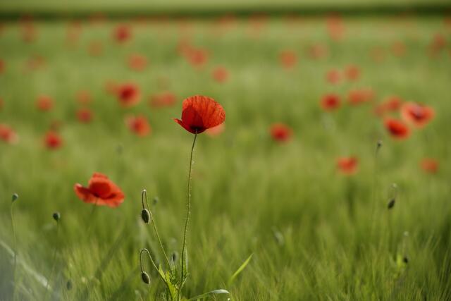 Allerorts sorgen die Mohnfelder für Farbtupfer im Grün. Die Mohnblumen sind ein Hingucker und bieten sich auch für stimmungsvolle Landschaftsbilder an. | Foto: Santrucek
