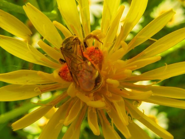 Voll beladen mit roten Blütenpollen ist dieses Insekt. Ein schöner Kontrast zur gelben Blüte.