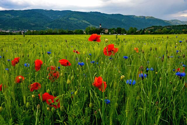 Ein Schloss in Kornfeld..