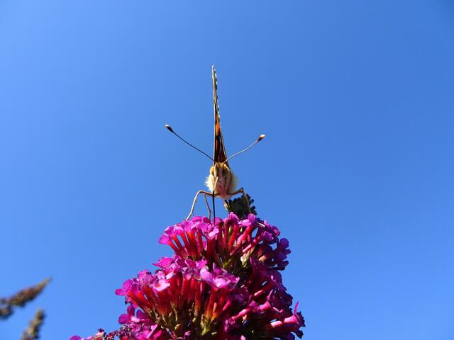 Pfauenauge Schmetterling