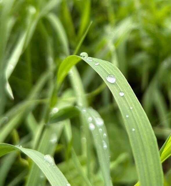 … mit offenen Augen durchs Leben gehen! Nehmen Sie sich Zeit und finden Sie öfter Ruhe in der Natur. Beobachten Sie die schillernden Regentropfen oder vielleicht einen Marienkäfer der versucht die Spitze eines Grashalmes zu erreichen. 
Obwohl wir uns schon sehr nach 30 Grad und mehr sehen, sollten wir auch die kühleren Temperaturen wertschätzen.  | Foto: Barbara Diewald 