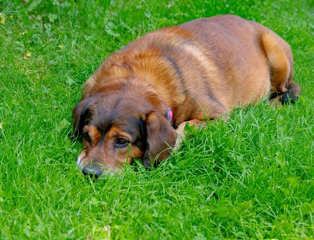 Es ist immer der Mensch,
der den Hund nicht versteht.
Nie  umgekehrt!
