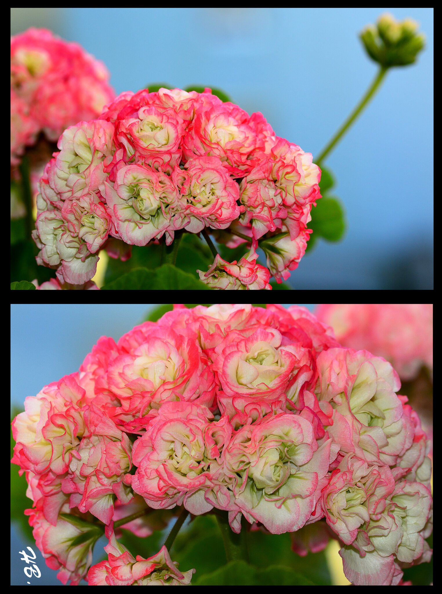 Alle Jahre wieder -- Applleblossom, DIE Pelargonie ( stehend ) 