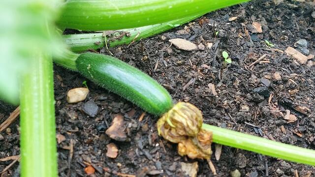 Das schönste ist wenn man Platz im eigenen Garten hat um Gemüse anzubauen wie Zucchini.