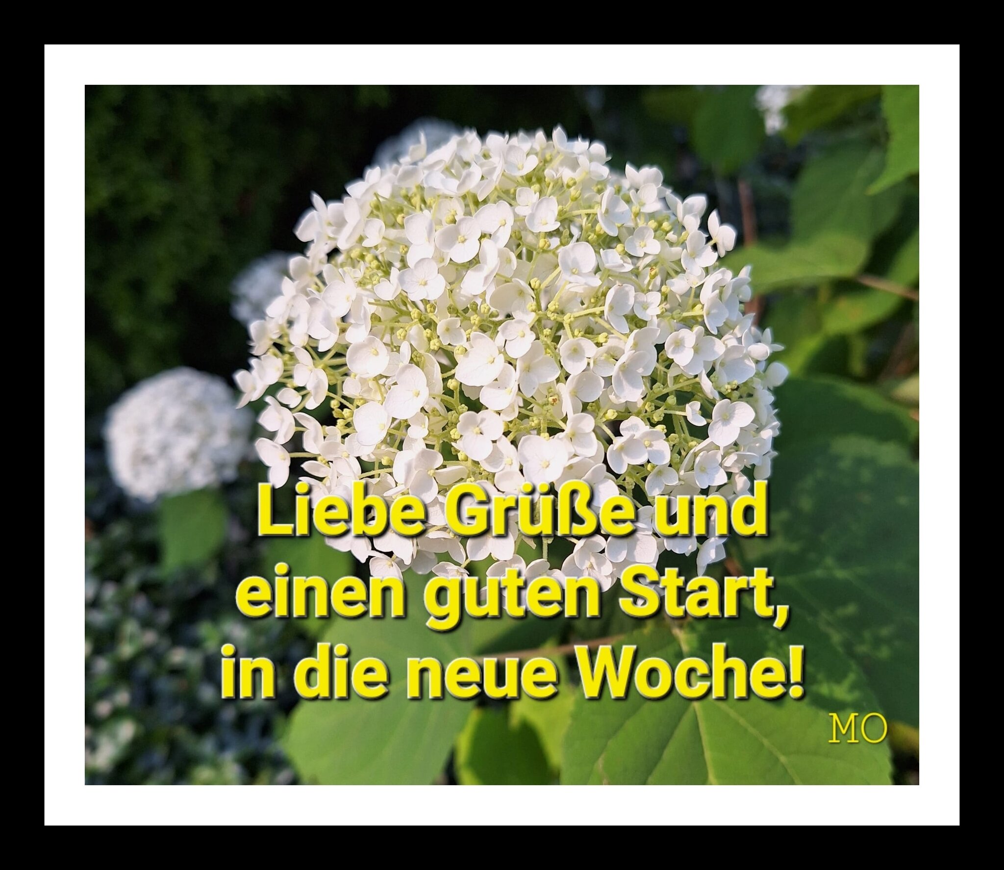 Ich Wünsche Dir Einen Schönen Start In Die Neue Woche Liebe Grüße und einen guten Start, in die neue Woche!